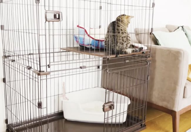 子猫のための猫トイレの選び方