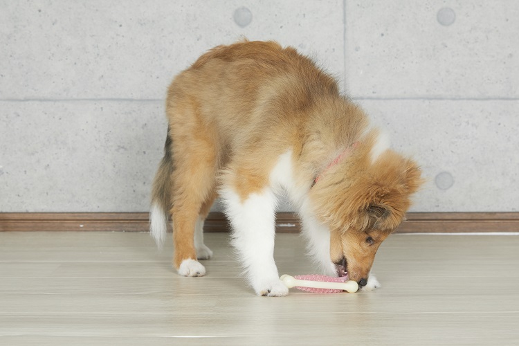 犬の歯みがきおもちゃの活用術をプロが伝授！遊んで、噛んで、楽しく