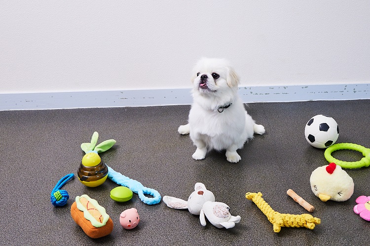 犬の歯みがきおもちゃの活用術をプロが伝授！遊んで、噛んで、楽しく