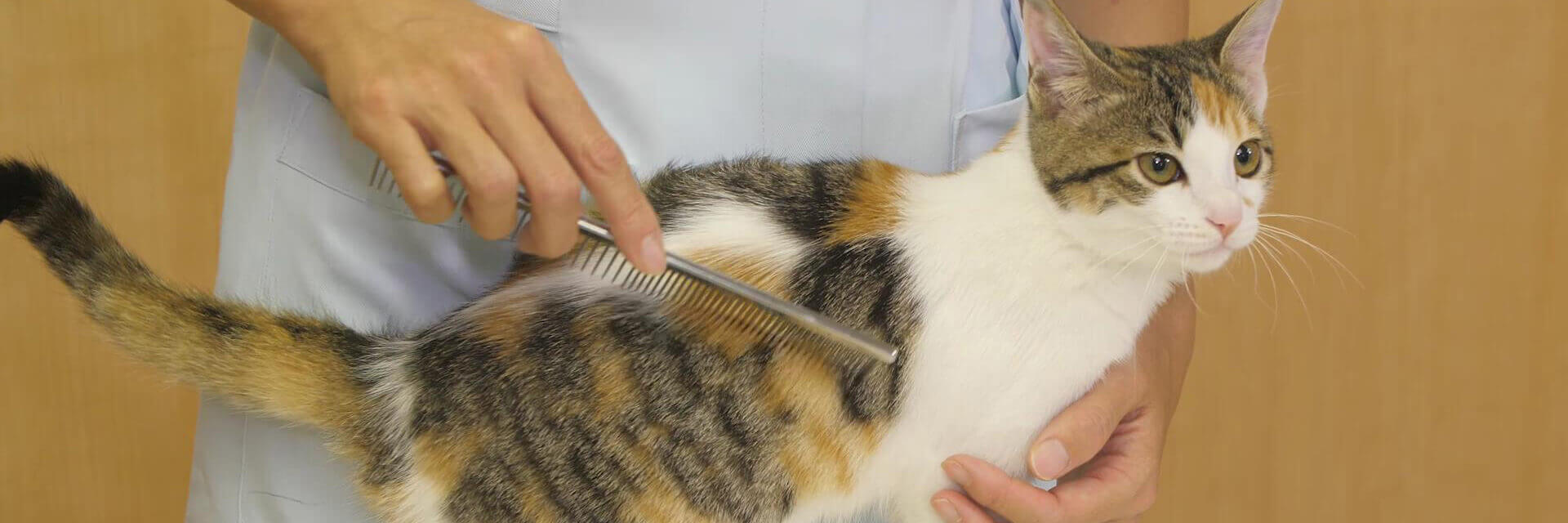 動画でわかる】猫のブラッシングの手順をプロが解説。抜け毛を除去し